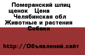 Померанский шпиц щенок › Цена ­ 40 000 - Челябинская обл. Животные и растения » Собаки   